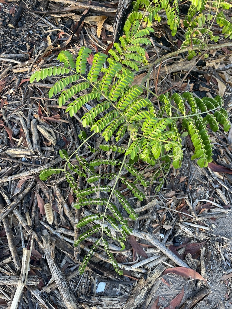 Nickernut Beanshell Nickernut from Richardson Ward, Lee Point, NT, AU on September 28, 2023 ...