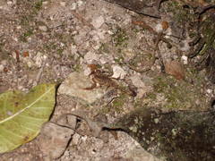 Centruroides schmidti