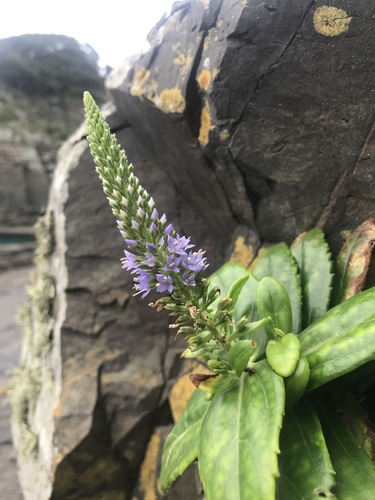 Veronica sieboldiana