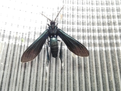 Macrocneme leucostigma