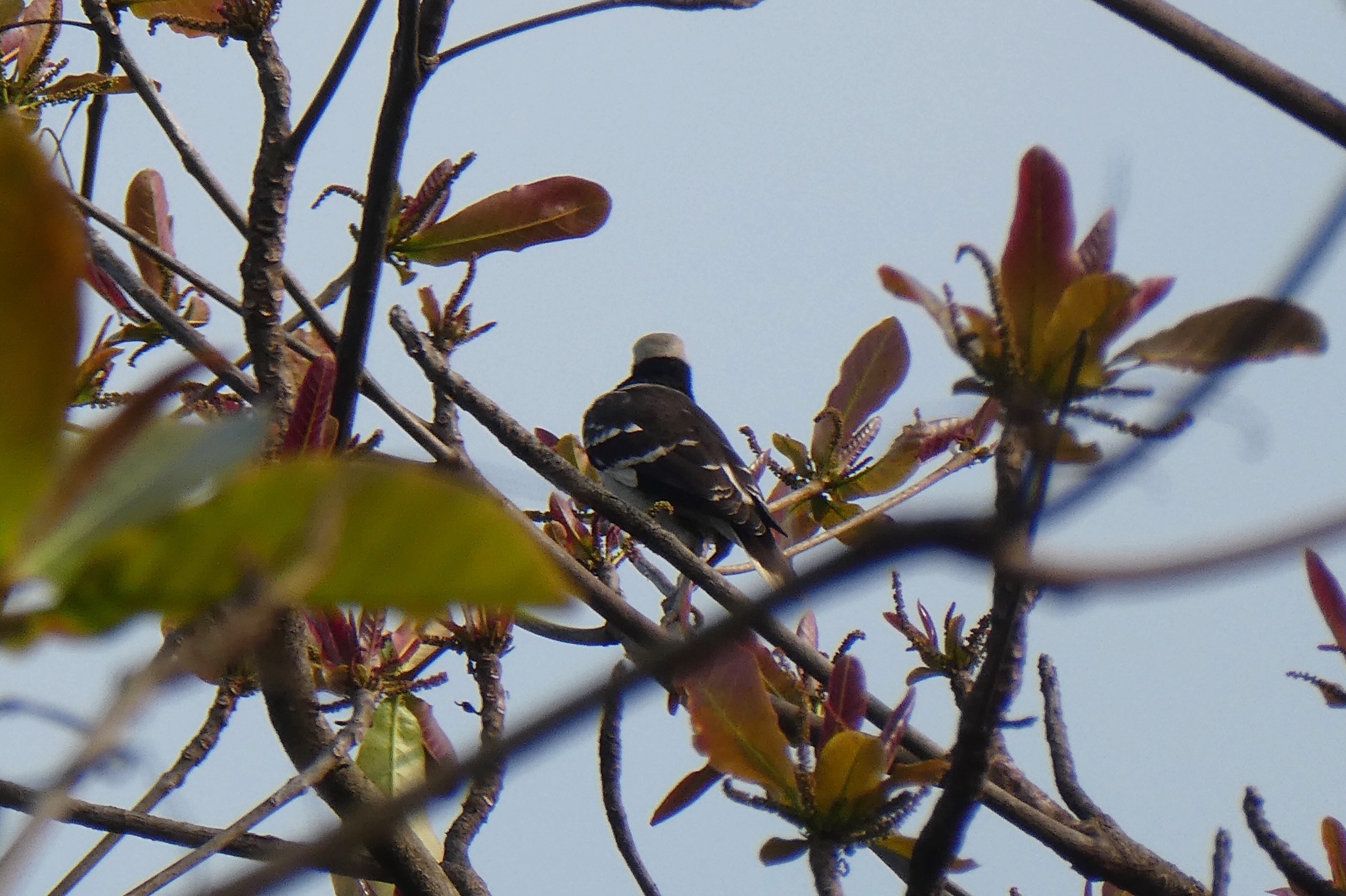 Black-collared Starling