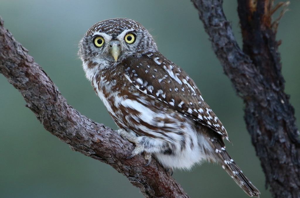 Pearl-spotted Owlet (Glaucidium perlatum) photo