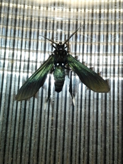 Macrocneme leucostigma