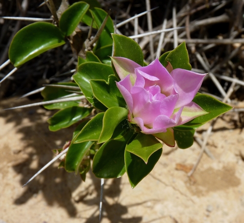 Pereskia sacharosa Griseb.