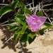 Pereskia sacharosa - Photo (c) Chuangzao, some rights reserved (CC BY-NC), uploaded by Chuangzao
