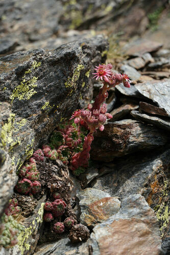 Sempervivum minutum, photograph 4