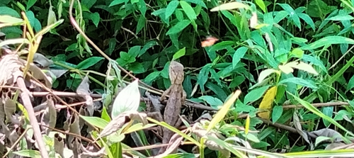 Wang’s Garden Lizard