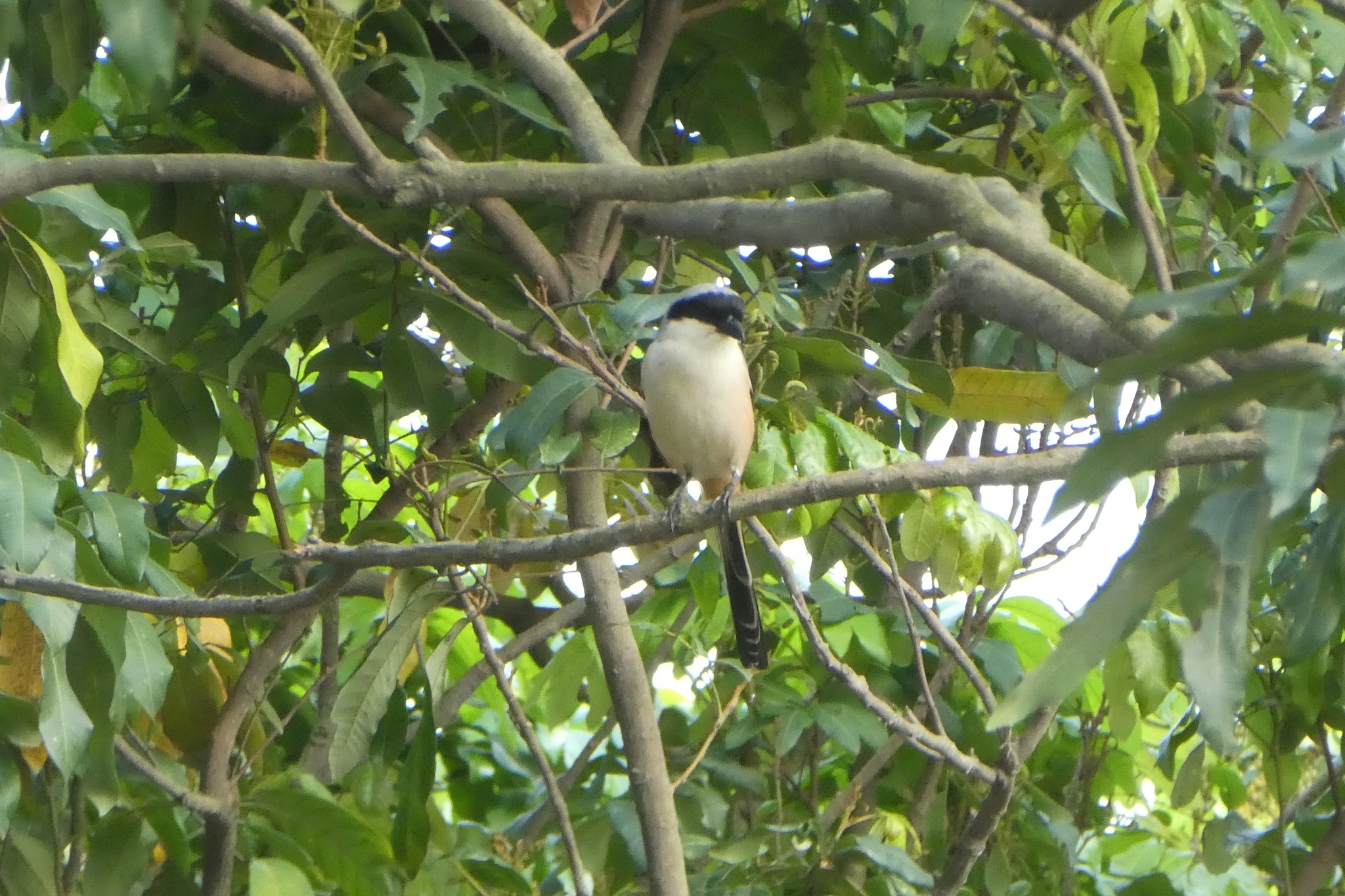 Long-tailed Shrike