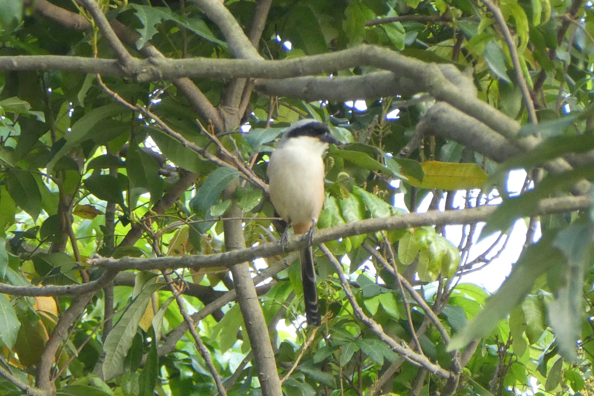 Long-tailed Shrike