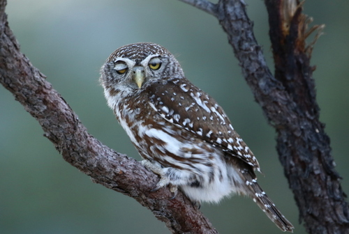 Pearl-spotted Owlet