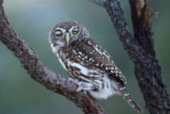 Glaucidium perlatum licua