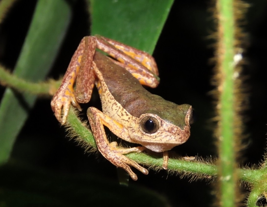 Jaguar Leaf Frog from Manu, PE-MD, PE on September 29, 2023 at 10:02 PM ...