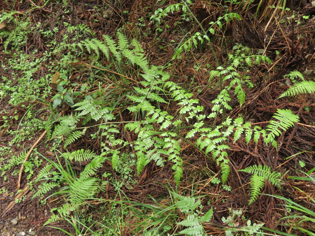 Diplazium kawakamii; photograph (c) chiuluan, some rights reserved (CC BY)