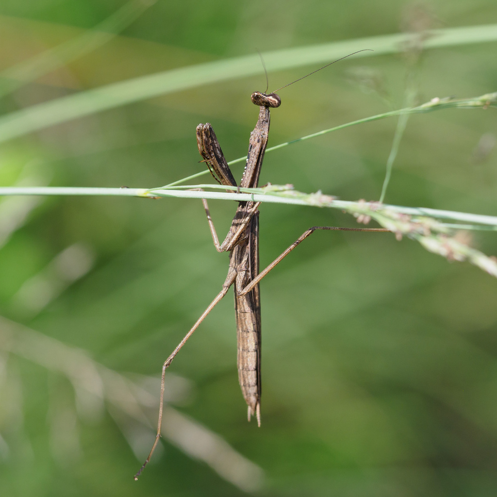 Statilia maculata maculata in September 2023 by emura_atka · iNaturalist