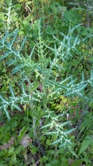 Galactites tomentosus