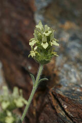 Sideritis glacialis, photograph (c) Connor Connolly-Moyls, some rights reserved (CC BY)
