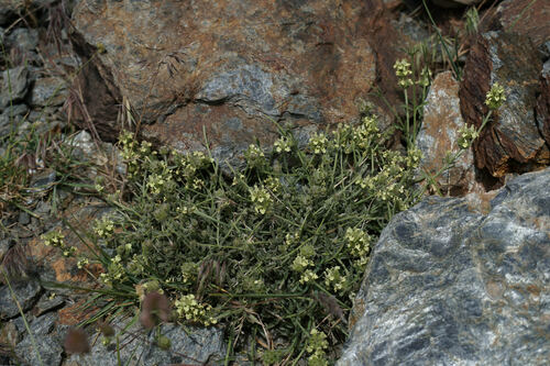 Sideritis glacialis, photograph 5
