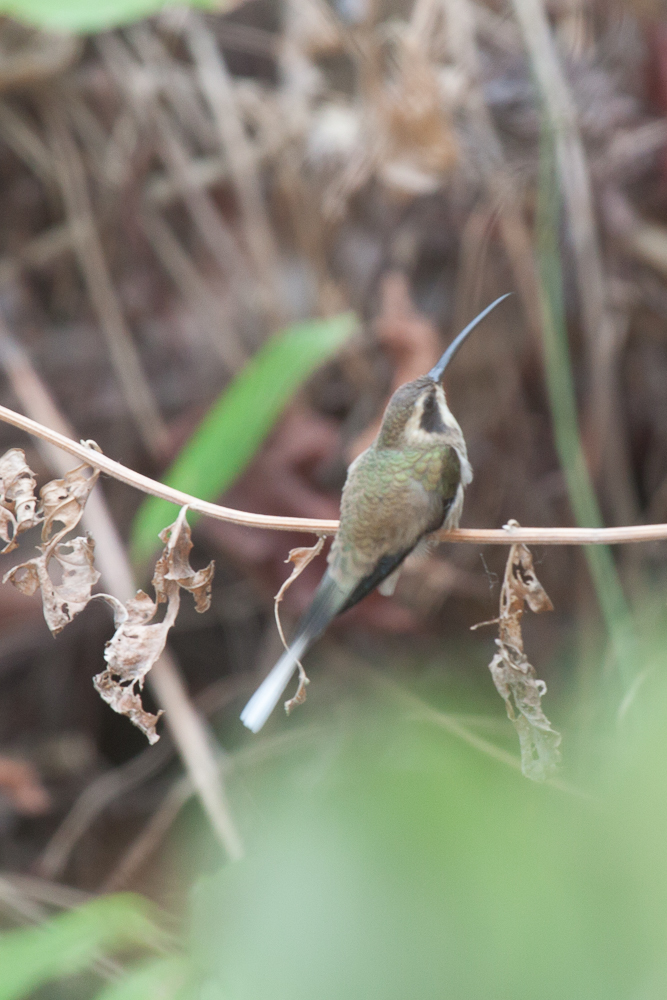 Pale-bellied Hermit (Phaethornis anthophilus)