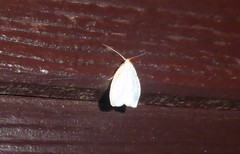 Nymphostola galactina
