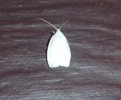 Nymphostola galactina