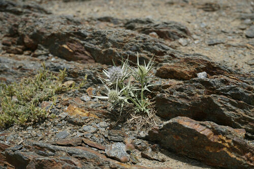 Eryngium glaciale, photograph 2