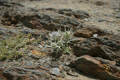 Eryngium glaciale, photograph (c) Connor Connolly-Moyls, some rights reserved (CC BY)