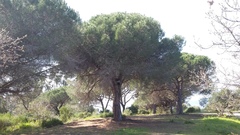 Pinus pinea