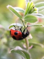 Coccinella septempunctata