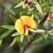 Pultenaea reticulata - Photo (c) Keith Morris, some rights reserved (CC BY-NC), uploaded by Keith Morris