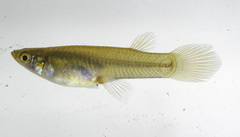 Priapichthys darienensis