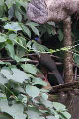 Chamaepetes goudotii