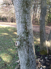 Phellodendron amurense