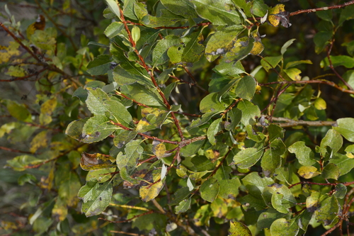Image of Salix starkeana by no rights reserved