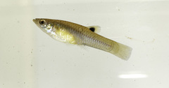 Poecilia caucana