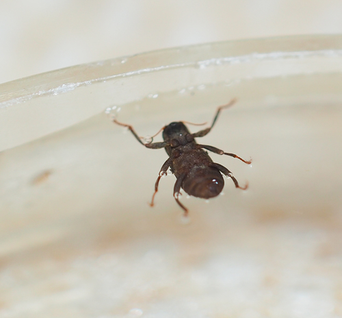 Elmidae