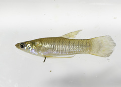 Poeciliopsis elongata image