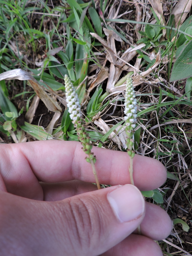 Prescottia densiflora