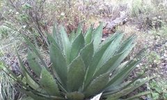 Agave maximiliana