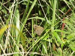 Pampasatyrus gyrtone