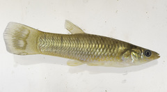 Poeciliopsis elongata