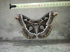 Rothschildia maurus