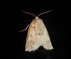 Declana floccosa
