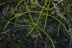 Dendrophthora remotiflora