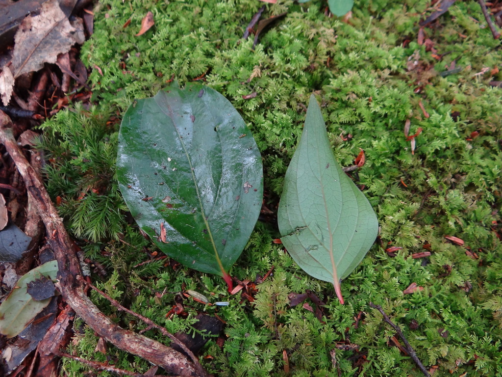 Schoepfia jasminodora