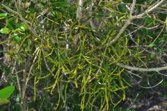 Dendrophthora remotiflora