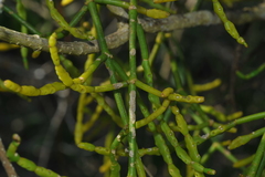 Dendrophthora remotiflora