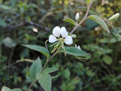 Cleome aculeata