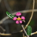 Malpighia linearifolia - Photo 由 Wayne Fidler 所上傳的 (c) Wayne Fidler，保留部份權利CC BY-NC