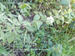 Cleome aculeata