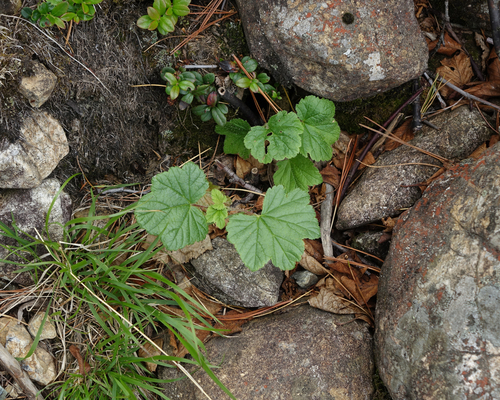 Ribes procumbens, photograph 6